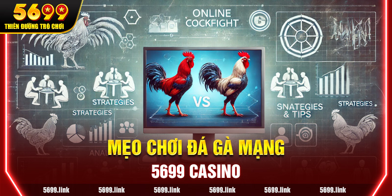 Mẹo chơi Đá Gà Mạng hiệu quả dành cho người mới bắt đầu